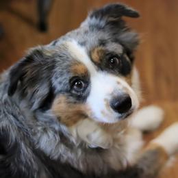 Karly - Miniature Australian Shepherd