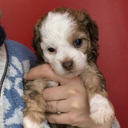Pearl - White and chocolate female Chinese Crested puppy in Frederick, Maryland from Lovable Cresteds