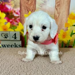 Girl one - Cream female Dachshund puppy in Lakeland, Florida from Ruthie’s Rich Mini Dachshunds