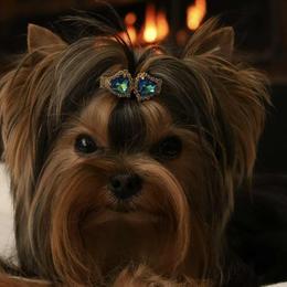 Percy - Yorkshire Terrier