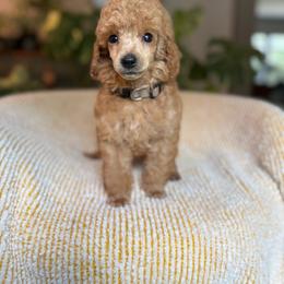 Roo (Rue) - Red  male Poodle puppy in Monetta, South Carolina from Moonrise Poodles
