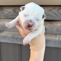 Goblin - Blue mottled female Australian Cattle Dog puppy in Ellensburg, Washington from Boondock Bandits