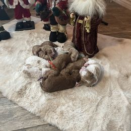 Goldendoodle Puppies from Honeybear Doodles
