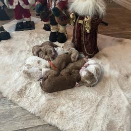 Goldendoodle Puppies from Honeybear Doodles