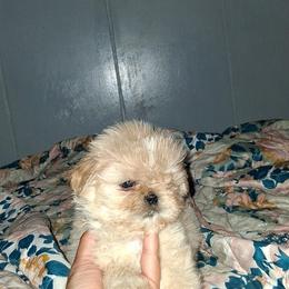 Boy 1 - Cream and white male Shih Tzu puppy in Birmingham, Alabama from K&D kennels