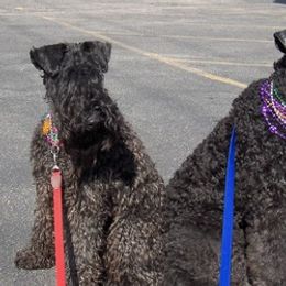 Kerry Blue Terrier All Grown Up from Cavan Kerry Blues