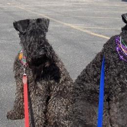 Kerry Blue Terrier All Grown Up from Cavan Kerry Blues