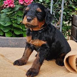 Finn - Phantom male Goldendoodle puppy in Los Gatos, California from Willow & Rose Doodles