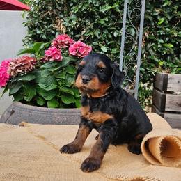 Finn - Phantom male Goldendoodle puppy in Los Gatos, California from Willow & Rose Doodles