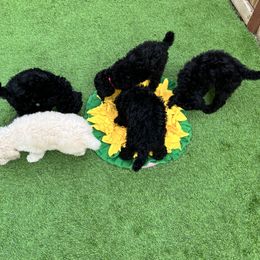 Poodle Puppies from The Rad Poodles