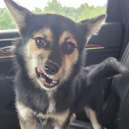 Black tri female - Tri-color female Pomsky puppy in Gladstone, Virginia from Rustic Charms Miniature Huskys