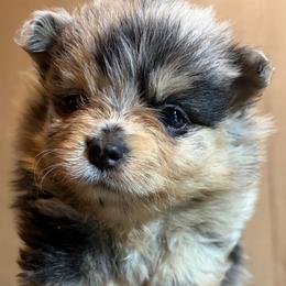 Iona - Blue merle female Pomeranian puppy in Port Angeles, Washington from Pacific Northwest Pomeranians