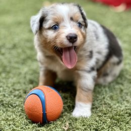 Iggy - Blue merle male Toy Australian Shepherd puppy in Luling, Texas from Little Wood Toy and Mini Aussies