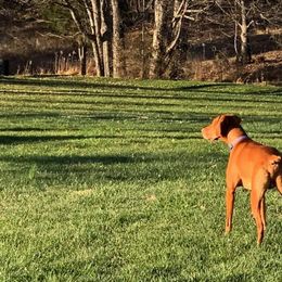 Vizsla All Grown Up from CMF Vizslas