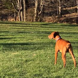 Vizsla All Grown Up from CMF Vizslas