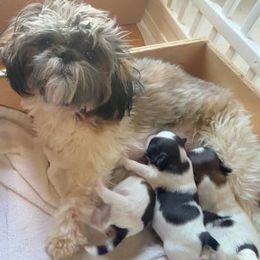 Sasha - Shih Tzu
