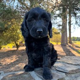 Fern - Black male Goldendoodle puppy in Charlotte, North Carolina from Hopeful Heart Doodles