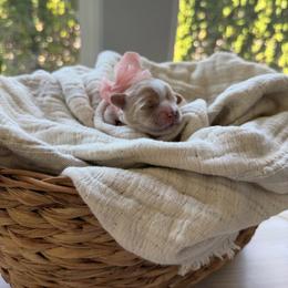 Pearl - Cream female Maltipoo puppy in Vancouver, Washington from Dream Puppies PNW