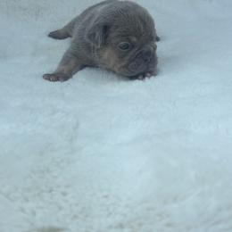 Glacier - Tricolors male French Bulldog puppy in Ronks, Pennsylvania from Bleu Rock French Bulldogs