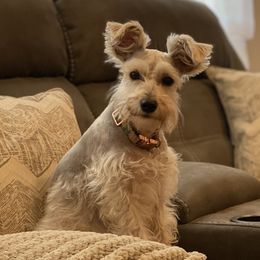 Magnolia - Miniature Schnauzer