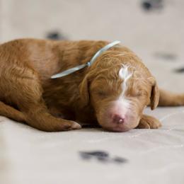 Blaze - Red male Bernedoodle puppy in Springtown, Texas from North Texas Puppies