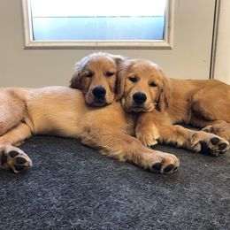 Golden Retriever Puppies from SwiftRiver Goldens
