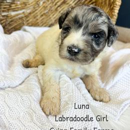 Luna - Merle female Labradoodle puppy in Grove, Oklahoma from Guinn Family Farms