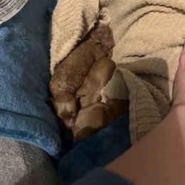 Red girl puppy - Red female Cavapoo puppy in O'fallon, Missouri from Sister Sister Cavapoos