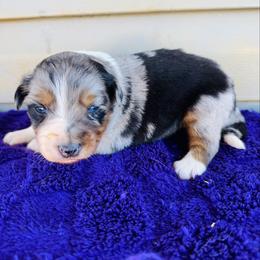Luna - Blue merle female Australian Shepherd puppy in Charlotte, North Carolina from Awesome Aussies