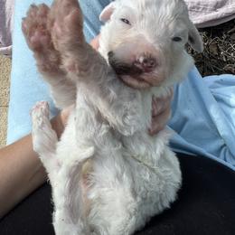 Yellow Male - Black and white male Sheepadoodle puppy in Kissimmee, Florida from Sunflower Family Farms