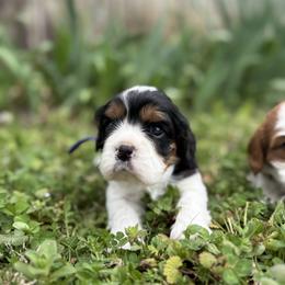 Dolly - Tri-color female Cavalier King Charles Spaniel puppy in Calhoun, Georgia from Cavis at Wryah Farm