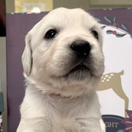 Golden Retrievers from West KY Goldens