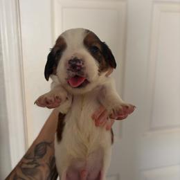 Loki - Piebald male Dachshund puppy in Conroe, Texas from R&M Dachshunds
