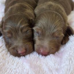 Chocolate tan - Chocolate and tan male Dachshund puppy in Ashford, Alabama from Circle City Dachshunds