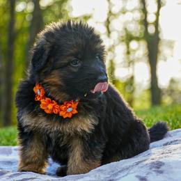Orange collar - Black and red female German Shepherd puppy in Howell, Michigan from Sheyenne Buentello's German Shepherds