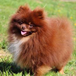 Draco  - Pomeranian
