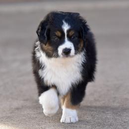 Socks - Black tri male Toy Australian Shepherd puppy in Wichita Falls, Texas from Shooting Stars Ranch Toy and Mini Aussies