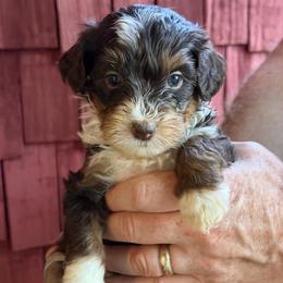 Chocolate Tesla - Brown and white female Bernedoodle puppy in Campbellsville, Kentucky from Blue Belle Hills Bernedoodles
