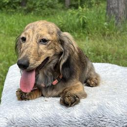 Dachshund Puppies from Camacho_Dachshunds