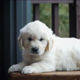 Luna - Light golden female Golden Retriever puppy in Saint Joe, Indiana from Golden Acres Farm