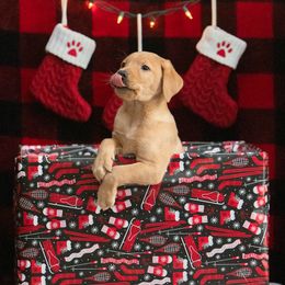 Labrador Retriever Puppies from Sun Ridge Labradors