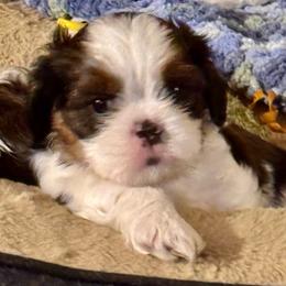 BamBam - Brindle and white male Cavatzu puppy in Saint Paul, Minnesota from Amy’s Puppy Tzu