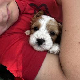 Cavapoo, Cockapoo, Goldendoodle, and Poodle Puppies from Lipscomb Doodles