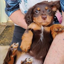 PRECIOUS - Chocolate and tan female Dachshund puppy in Paradise, Texas from C and J Minis