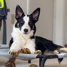 Snap - Border Collie