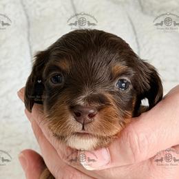 Mr. Red-2600 - Chocolate and tan male Dachshund puppy in Sparr, Florida from From the Heart Doxies