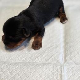 Rosie's Boy 1 - Black and tan male Yorkshire Terrier puppy in Aiken, South Carolina from Sio's Yorkies