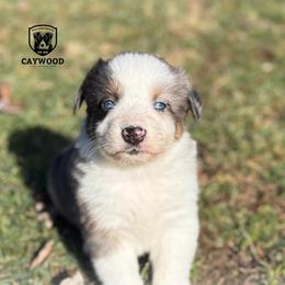 Chevy - Blue merle male Australian Shepherd puppy in Columbia, Kentucky from Caywood Aussies
