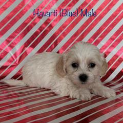 Havarti - Cream male Shichon puppy in De Pere, Wisconsin from Kinzor Kennels