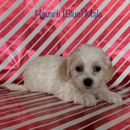 Havarti - Cream male Shichon puppy in De Pere, Wisconsin from Kinzor Kennels